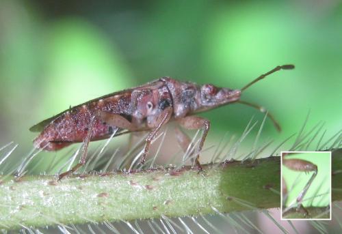 Réf. 300 891 : Orsillus maculatus